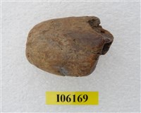 藏品(老虎牙根)的圖片